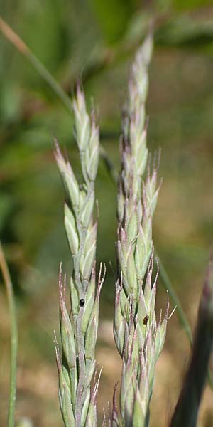 Festuca valesiaca \ Walliser Schwingel / Valais Fescue, D Gr&uuml;nstadt-Asselheim 26.4.2020