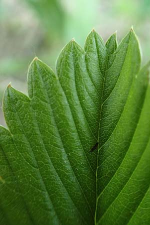 Fragaria viridis \ Knack-Erdbeere, H�gel-Erdbeere / Green Strawberry, D Ketsch 21.5.2020