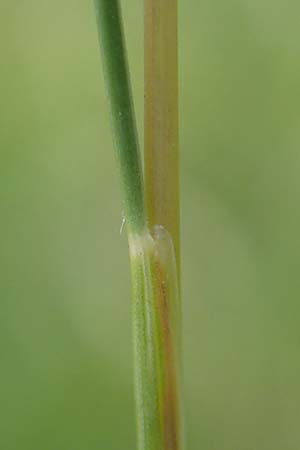 Festuca valesiaca \ Walliser Schwingel / Valais Fescue, D Gr&uuml;nstadt-Asselheim 25.5.2020