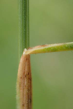 Festuca valesiaca \ Walliser Schwingel / Valais Fescue, D Gr&uuml;nstadt-Asselheim 25.5.2020