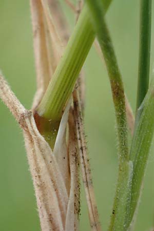 Festuca valesiaca \ Walliser Schwingel / Valais Fescue, D Gr&uuml;nstadt-Asselheim 25.5.2020