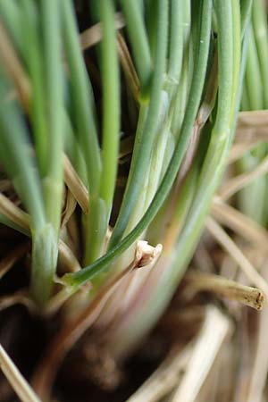 Festuca valesiaca \ Walliser Schwingel / Valais Fescue, D Gr&uuml;nstadt-Asselheim 25.5.2020