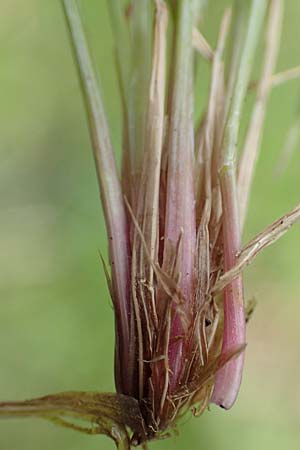 Festuca valesiaca \ Walliser Schwingel / Valais Fescue, D Gr&uuml;nstadt-Asselheim 25.5.2020