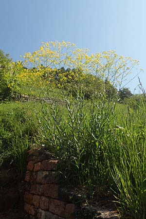 Isatis tinctoria \ F�rber-Waid / Woad, D T&uuml;bingen 7.5.2016
