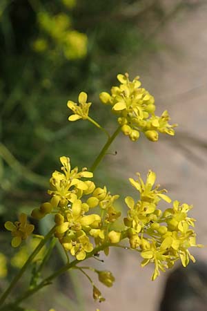 Isatis tinctoria \ F�rber-Waid / Woad, D T&uuml;bingen 7.5.2016