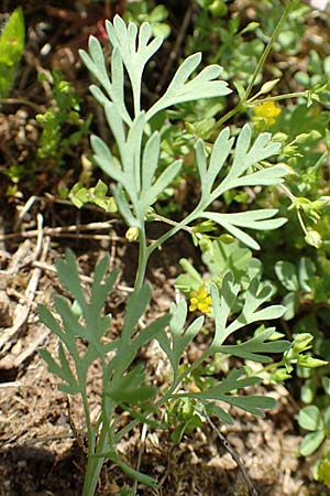 Fumaria wirtgenii \ Wirtgens Erdrauch / Wirtgen's Fumitory, D Hirschberg 13.5.2017