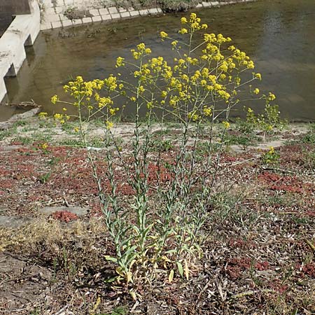 Isatis tinctoria \ F�rber-Waid / Woad, D Xanten 24.4.2019