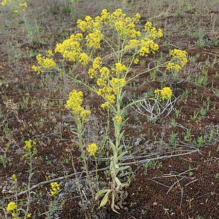 Isatis tinctoria \ F�rber-Waid / Woad, D Mannheim 13.5.2021