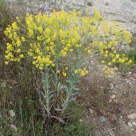 Isatis tinctoria \ F�rber-Waid / Woad, D Mannheim 13.5.2021