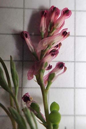 Fumaria wirtgenii \ Wirtgens Erdrauch / Wirtgen's Fumitory, D Neuleiningen 15.5.2021