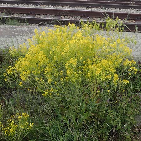 Isatis tinctoria \ F�rber-Waid / Woad, D Mannheim 22.5.2021