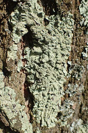 Lecanorales specC ? \ Flechte / Lichen, D &Uuml;bach-Palenberg 23.5.2018