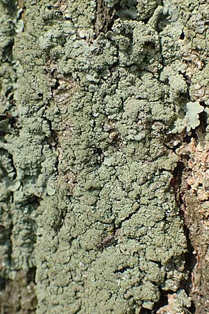 Lecanorales specC ? \ Flechte / Lichen, D &Uuml;bach-Palenberg 23.5.2018