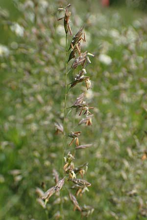 Festuca ovina agg. \ Schaf-Schwingel / Sheep Fescue, D Ketsch 21.5.2020