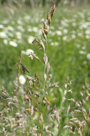 Festuca ovina agg. \ Schaf-Schwingel / Sheep Fescue, D Ketsch 21.5.2020