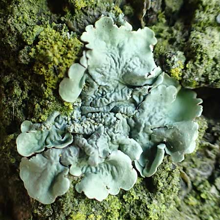Flavoparmelia caperata ? \ Caperat-Schl�sselflechte / Common Greenshield Lichen, D &Uuml;bach-Palenberg 23.5.2018