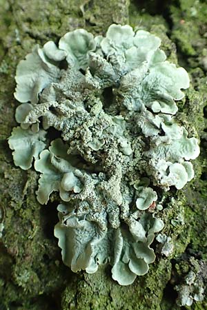Flavoparmelia caperata ? \ Caperat-Schl�sselflechte / Common Greenshield Lichen, D &Uuml;bach-Palenberg 23.5.2018