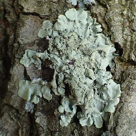 Flavoparmelia caperata ? \ Caperat-Schl�sselflechte / Common Greenshield Lichen, D &Uuml;bach-Palenberg 23.5.2018