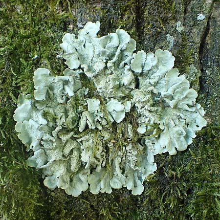 Flavoparmelia caperata ? \ Caperat-Schl�sselflechte / Common Greenshield Lichen, D &Uuml;bach-Palenberg 23.5.2018