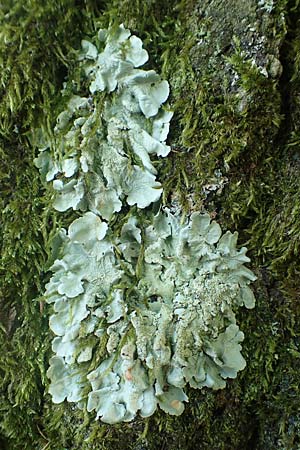 Flavoparmelia caperata ? \ Caperat-Schl�sselflechte / Common Greenshield Lichen, D &Uuml;bach-Palenberg 23.5.2018
