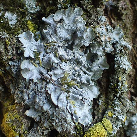 Flavoparmelia caperata ? \ Caperat-Schl�sselflechte / Common Greenshield Lichen, D &Uuml;bach-Palenberg 23.5.2018