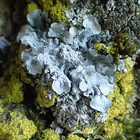 Flavoparmelia caperata ? \ Caperat-Schl�sselflechte / Common Greenshield Lichen, D &Uuml;bach-Palenberg 23.5.2018
