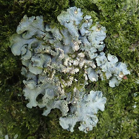 Flavoparmelia caperata ? \ Caperat-Schl�sselflechte / Common Greenshield Lichen, D &Uuml;bach-Palenberg 23.5.2018