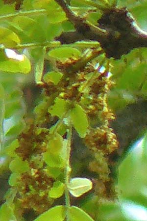Gleditsia triacanthos \ Amerikanische Gleditschie, Lederh�lsenbaum / Honey Locust, D Mannheim 7.6.2015