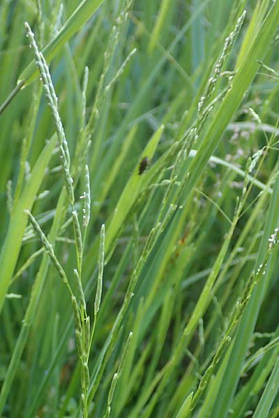 Glyceria declinata \ Blaugr�ner Schwaden / Small Sweet Grass, D Schwarzwald/Black-Forest, Alpirsbach 9.6.2016