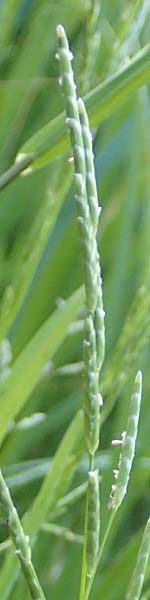 Glyceria declinata \ Blaugr�ner Schwaden / Small Sweet Grass, D Schwarzwald/Black-Forest, Alpirsbach 9.6.2016