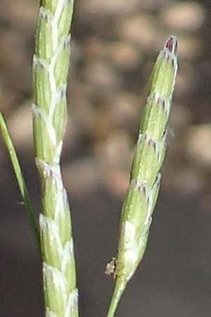 Glyceria declinata \ Blaugr�ner Schwaden / Small Sweet Grass, D Pfronten 28.6.2016