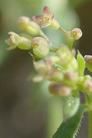 Galium parisiense var. leiocarpum, Bald Wall Bedstraw