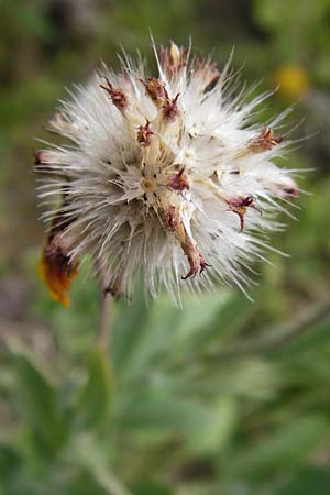 Gaillardia aristata \ Kokardenblume / Common Blanket Flower, D Ludwigshafen 8.7.2015