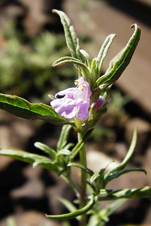 Galeopsis angustifolia \ Schmalbl�ttriger Hohlzahn / Red Hemp-Nettle, D Blaubeuren 10.7.2015