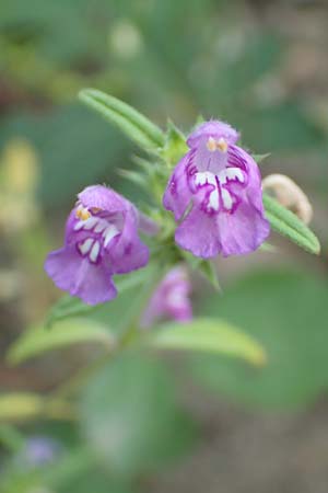 Galeopsis angustifolia \ Schmalbl�ttriger Hohlzahn / Red Hemp-Nettle, D Mannheim 9.9.2015