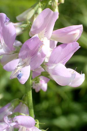Galega officinalis \ Gei�raute / Goat's Rue, D Schwarzwald/Black-Forest, Hornisgrinde 3.8.2016