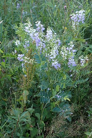 Galega officinalis \ Gei�raute / Goat's Rue, D Schwarzwald/Black-Forest, Hornisgrinde 30.7.2017