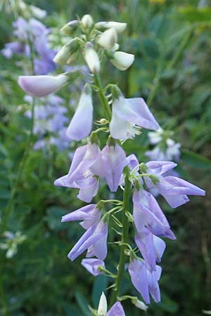 Galega officinalis \ Gei�raute / Goat's Rue, D Schwarzwald/Black-Forest, Hornisgrinde 30.7.2017