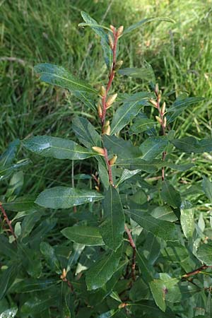 Myrica gale \ Gagelstrauch / Bog Myrtle, D Elmpt 6.9.2021