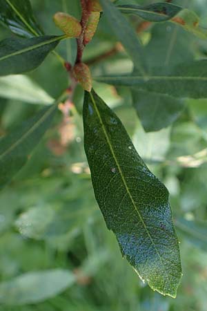 Myrica gale \ Gagelstrauch / Bog Myrtle, D Elmpt 6.9.2021