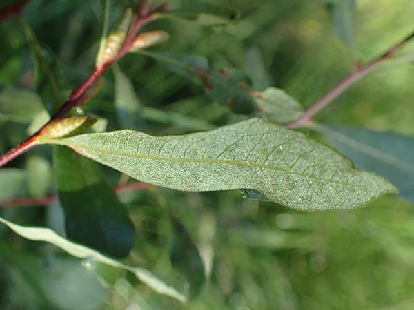 Myrica gale \ Gagelstrauch / Bog Myrtle, D Elmpt 6.9.2021