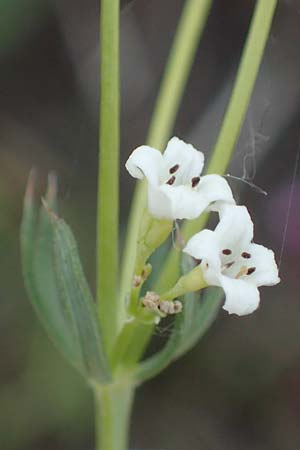 Galium glaucum, Glaucous Bedstraw, Waxy Bedstraw