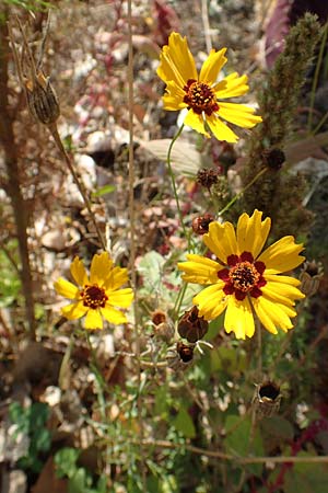 Coreopsis tinctoria \ Sch�ngesicht, M�dchenauge / Plains Coreopsis, Garden Tickseed, D Mannheim 11.10.2018