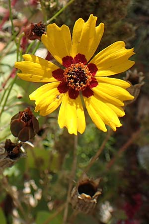 Coreopsis tinctoria \ Sch�ngesicht, M�dchenauge / Plains Coreopsis, Garden Tickseed, D Mannheim 11.10.2018
