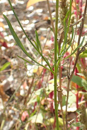 Coreopsis tinctoria \ Sch�ngesicht, M�dchenauge / Plains Coreopsis, Garden Tickseed, D Mannheim 11.10.2018
