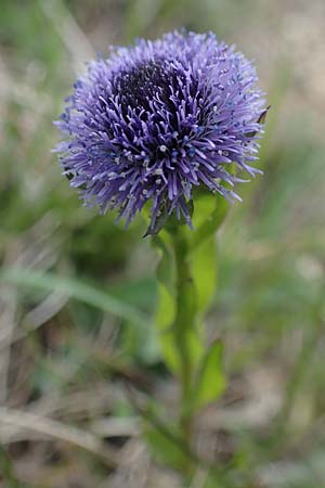 Globularia bisnagarica \ Gew�hnliche Kugelblume / Common Globularia, D Neuleiningen 15.5.2021