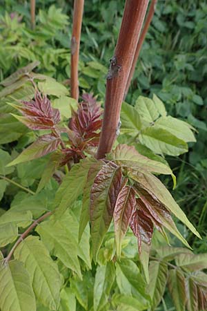 Ailanthus altissima \ Chinesischer G�tterbaum / Tree of Heaven, D Mannheim 19.5.2021