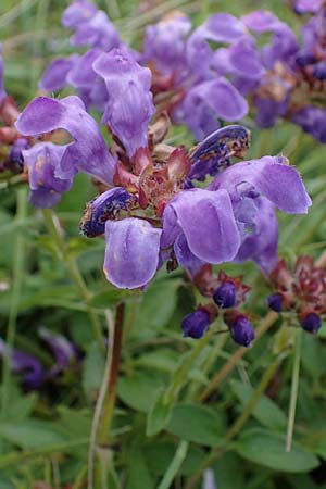 Prunella grandiflora \ Gro�e Braunelle / Large Selfheal, D Neuleiningen 6.8.2021