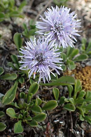 Globularia cordifolia \ Herzbl�ttrige Kugelblume / Leather-Leaf Powder-Puff, D Eching 2.5.2019