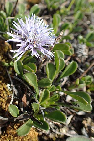 Globularia cordifolia \ Herzbl�ttrige Kugelblume / Leather-Leaf Powder-Puff, D Eching 2.5.2019
